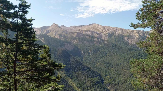 Foret Altitude