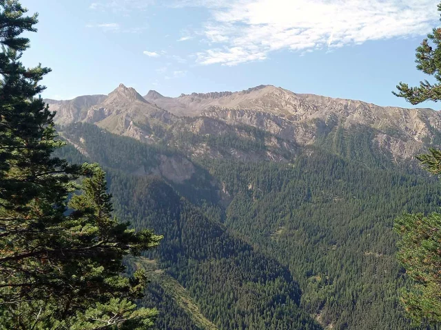 Foret Altitude