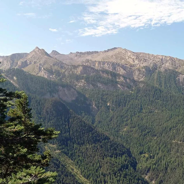 Foret Altitude