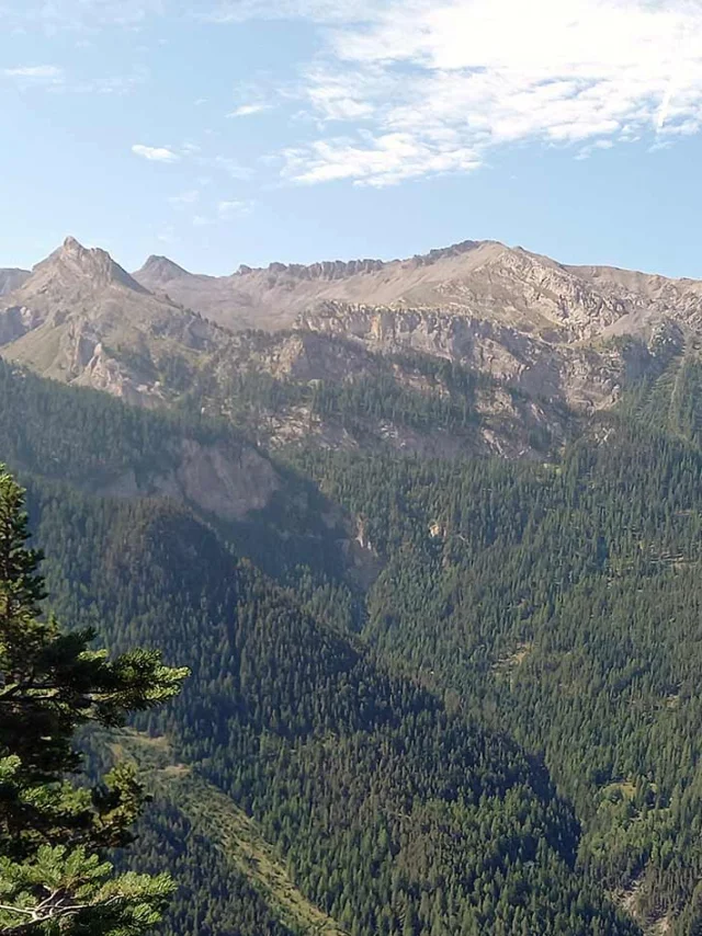 Foret Altitude