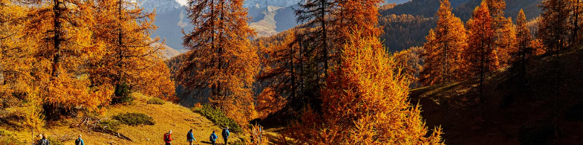 Forets Bienfaitrices 05
