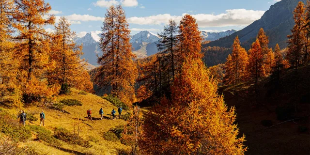 Forets Bienfaitrices 05