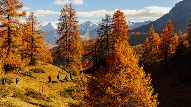 Forets Bienfaitrices 05