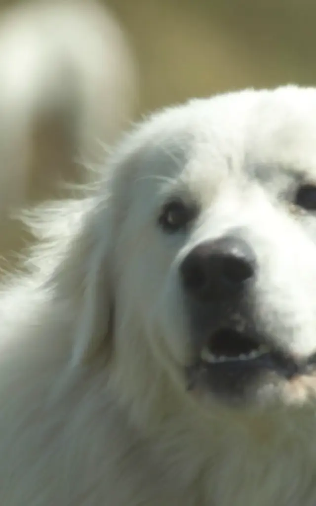 Chiens De Troupeaux Queyras