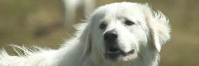 Chiens De Troupeaux Queyras