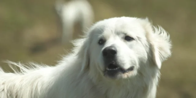 Chiens De Troupeaux Queyras
