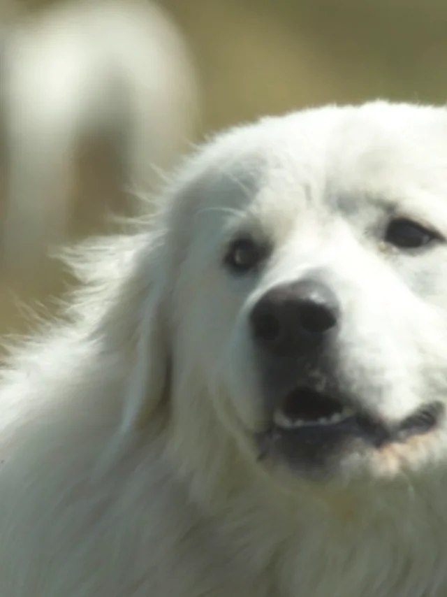 Chiens De Troupeaux Queyras