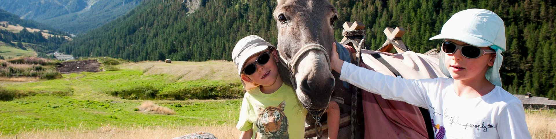 Anes Chevaux Queyras