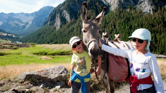 Anes Chevaux Queyras