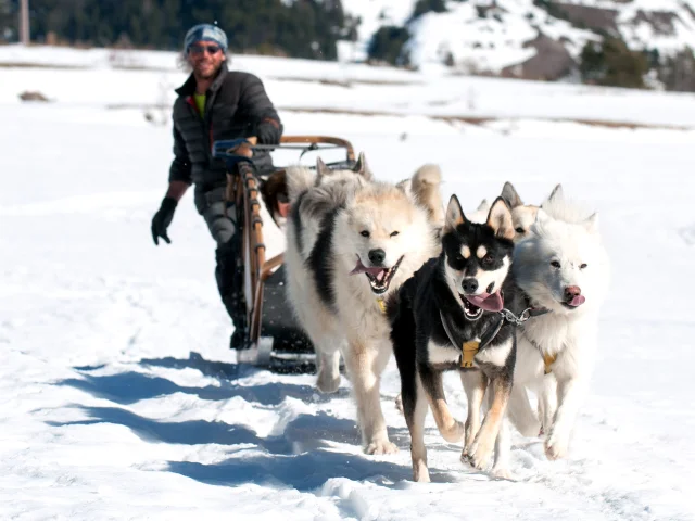 Chiens De Traineaux Queyras