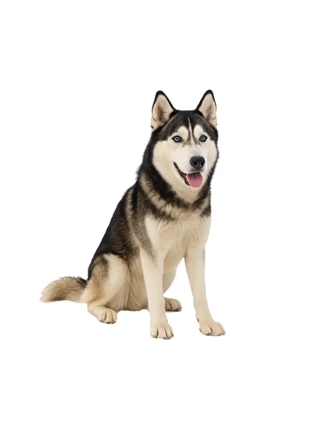 Partir Avec Mon Chien