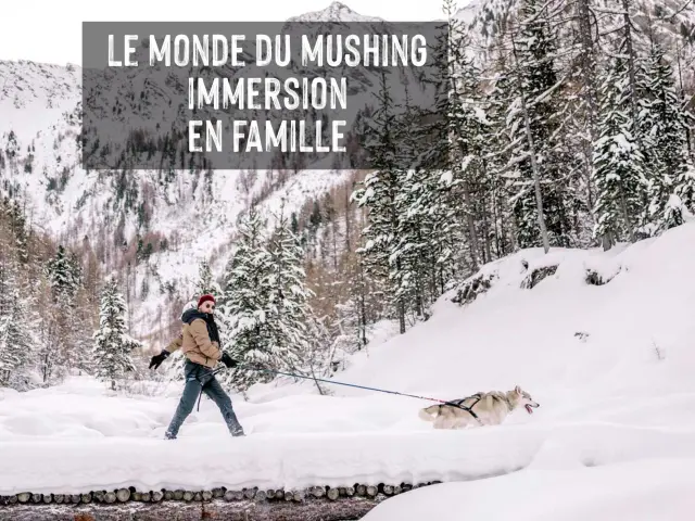Pack Immersion Mushing