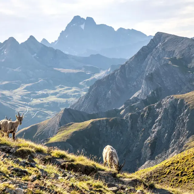 Mont Viso Sommet