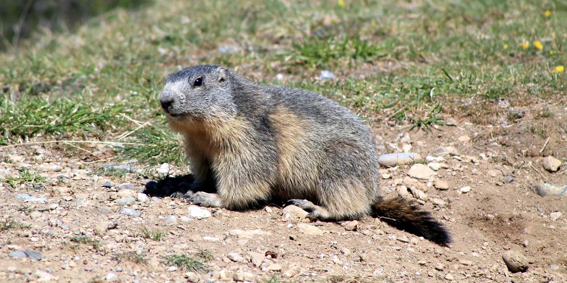 Sentier Des Marmottes Eygliers