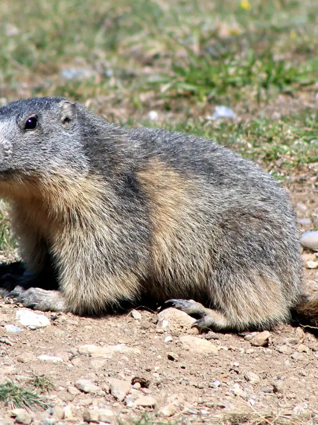 Sentier Des Marmottes Eygliers