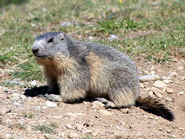 Sentier Des Marmottes Eygliers