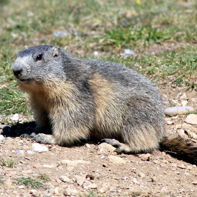 Sentier Des Marmottes Eygliers