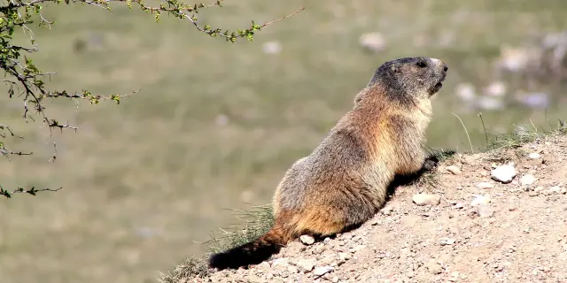 Marmottes Hautes Alpes
