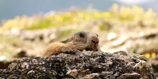 Marmottes Eygliers