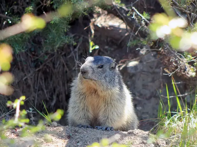 Marmottes Alpes