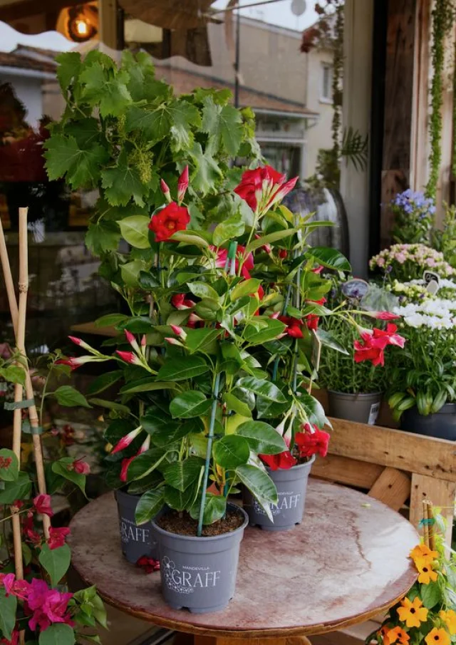 L'image représente une scène charmante et colorée d'une boutique de fleurs. il y a une table ronde en bois sur laquelle sont disposées deux plantes en pots.