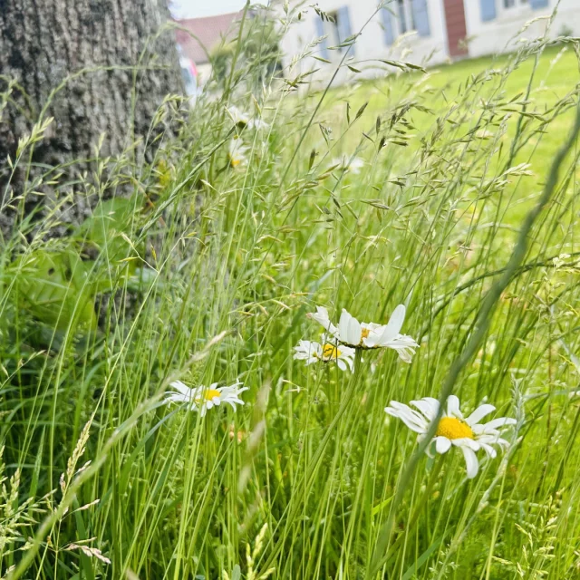Tournée Villes Et Villages Fleuris 2025