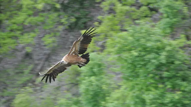 Envol du vautour fauve dans le Massif du Pibeste ©Réserve Naturelle Régionale du massif du Pibeste