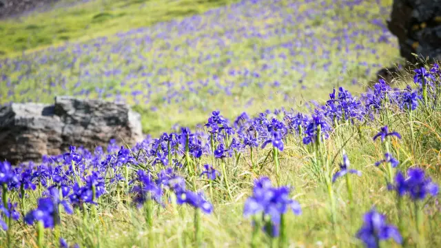 Découverte de la fleur d'Iris, dans les Pyrénées ©HPTE - Pierre Meyer