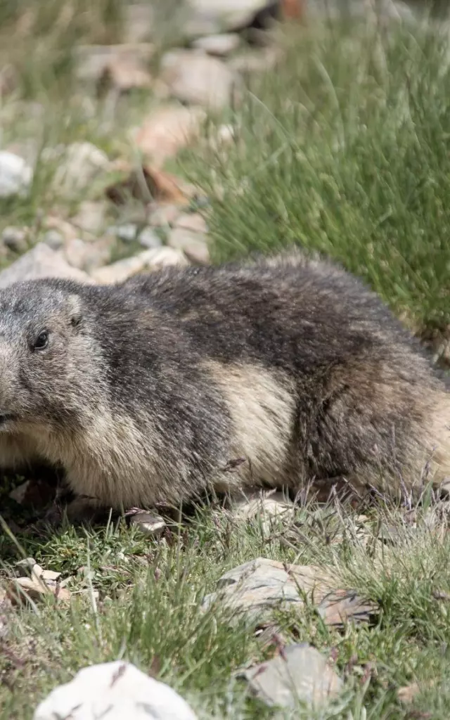 Discovering the marmot in the Pyrenees ©Cauterets Tourist Office - Morgane Beaugé