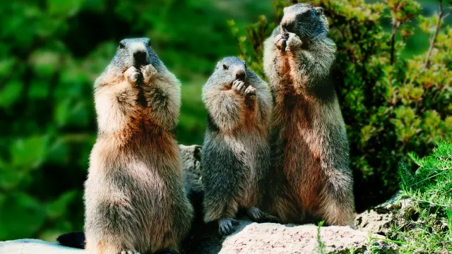 Visite du Parc Animalier en famille, à Argelès-Gazost ©Parc Animalier des Pyrénées