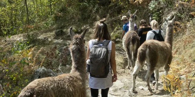 Randonnée avec les lamas