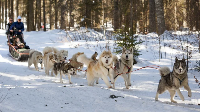 Balade en traîneau à chiens