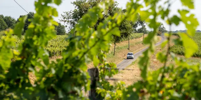 Roadtrip dans les vignes du Madiran