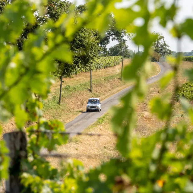 Roadtrip dans les vignes du Madiran