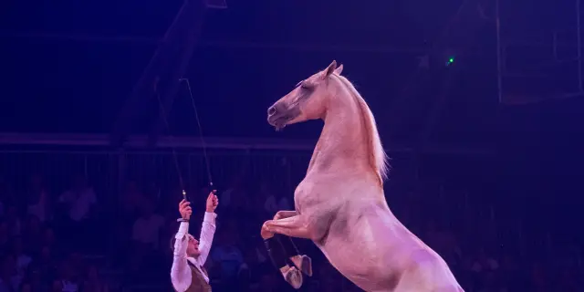 Equestria 2019 4 A.bonal Hpte