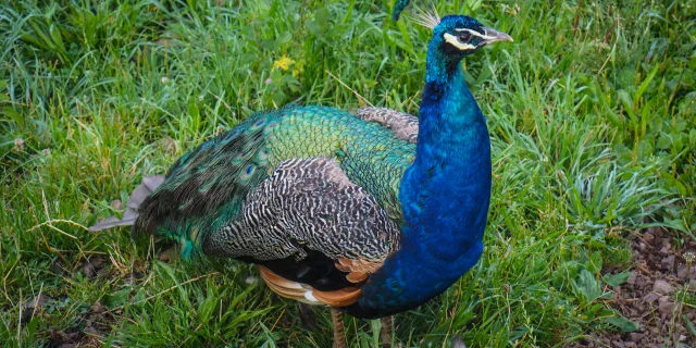 Paon de la ferme des Petits sentiers Ân'imés - Plateau des 1000 étangs - Vosges du Sud