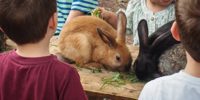 Lapins de la ferme des Petits sentiers Ân'imés - Plateau des 1000 étangs - Vosges du Sud