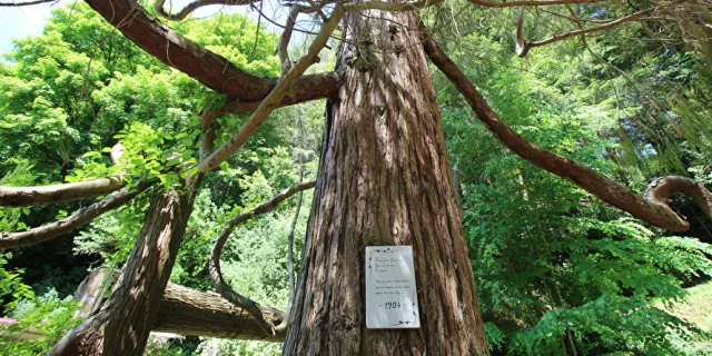 Cyprès planté aux origines du jardin pour célébrer une naissance dans la famille - Parc à l'anglaise de la Cude à Mailleroncourt-Charette - Vosges du Sud