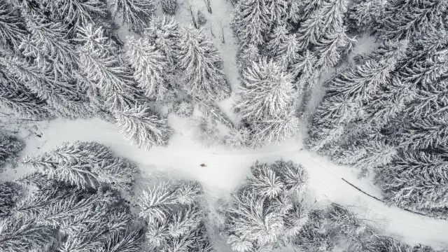 Foret enneigée Les Gets
