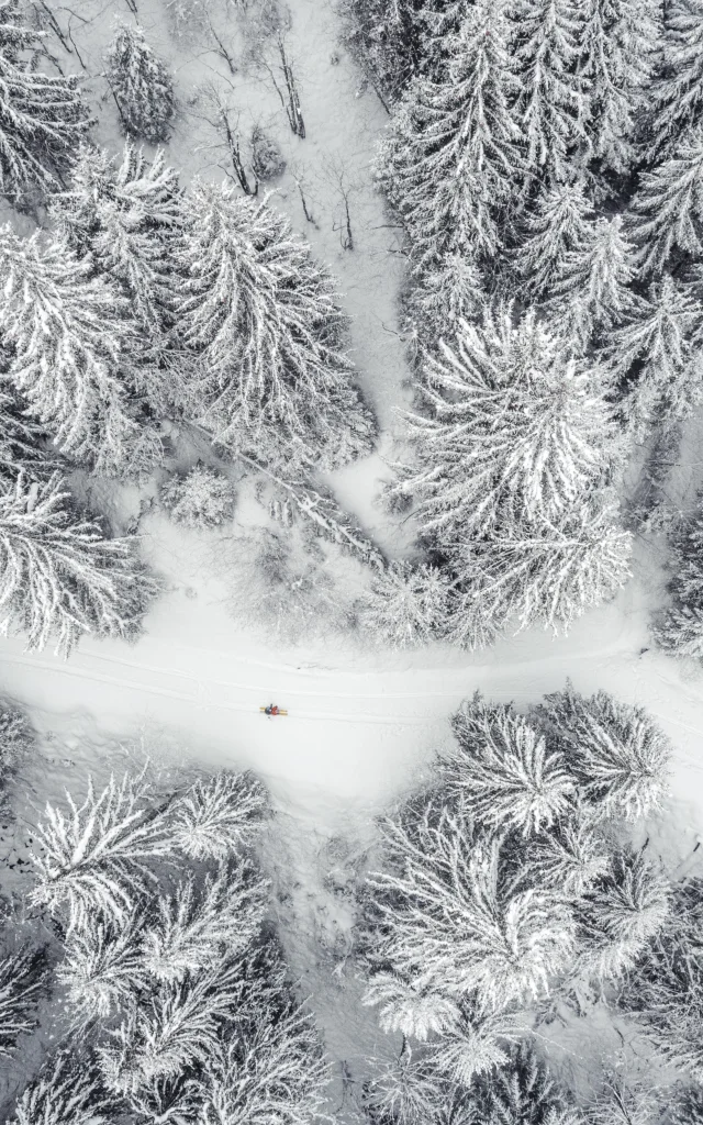Foret enneigée Les Gets