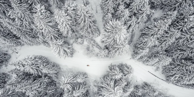 Snowy forest Les Gets