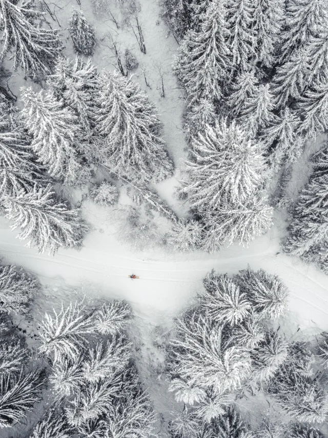 Verschneite Wälder Les Gets