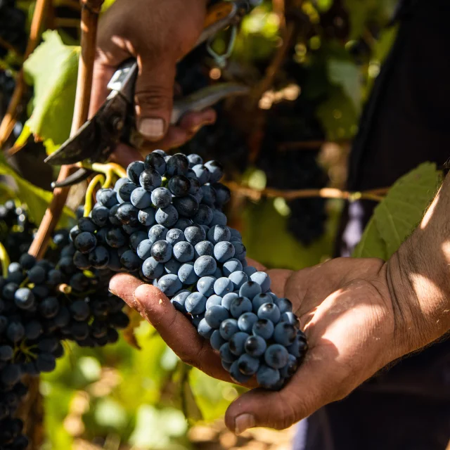 Vignoble