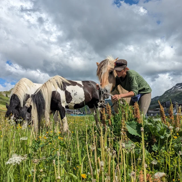 Chevaux Morzine