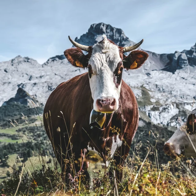 Vache le Grand-Bornand