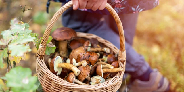 Sortie forêt avec champignons