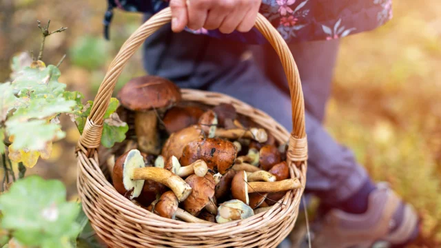 Sortie forêt avec champignons