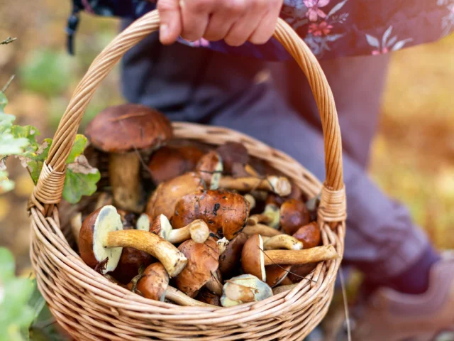 Sortie forêt avec champignons