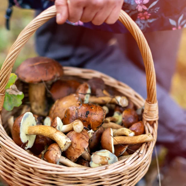 Sortie forêt avec champignons