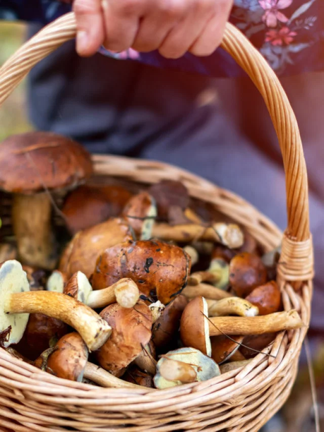 Sortie forêt avec champignons